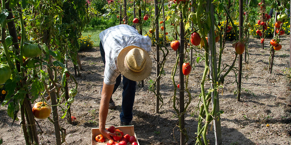 farm worker harvesting crops